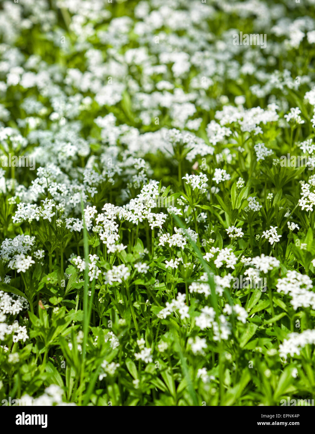 Aspérule Banque D'Images