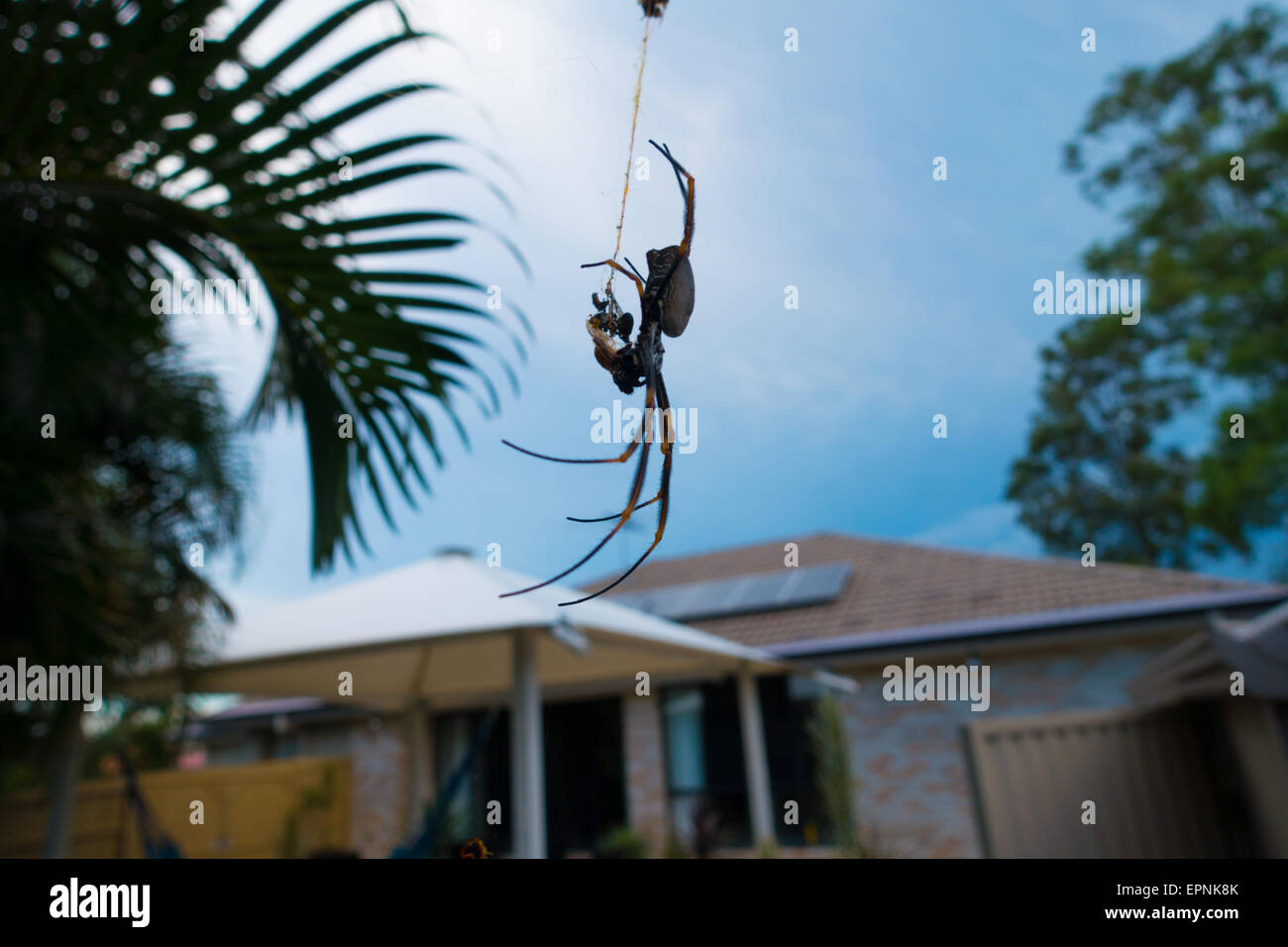 Avec prise d'araignées in backyard Banque D'Images