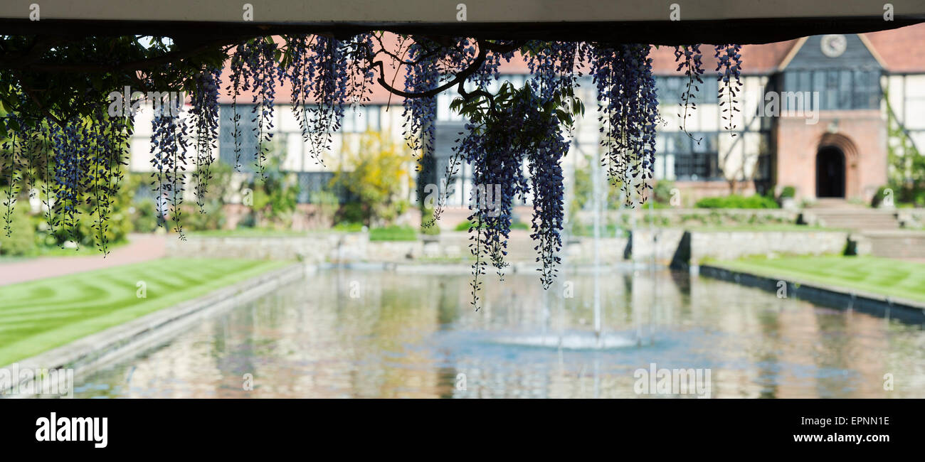 Wisteria floribunda à fleurs en face de RHS Wisley laboratoire. Surrey, Angleterre. Vue panoramique Banque D'Images