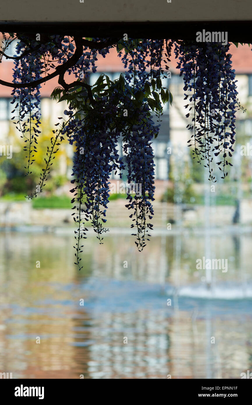 Wisteria floribunda à fleurs en face de RHS Wisley laboratoire. Surrey, Angleterre Banque D'Images