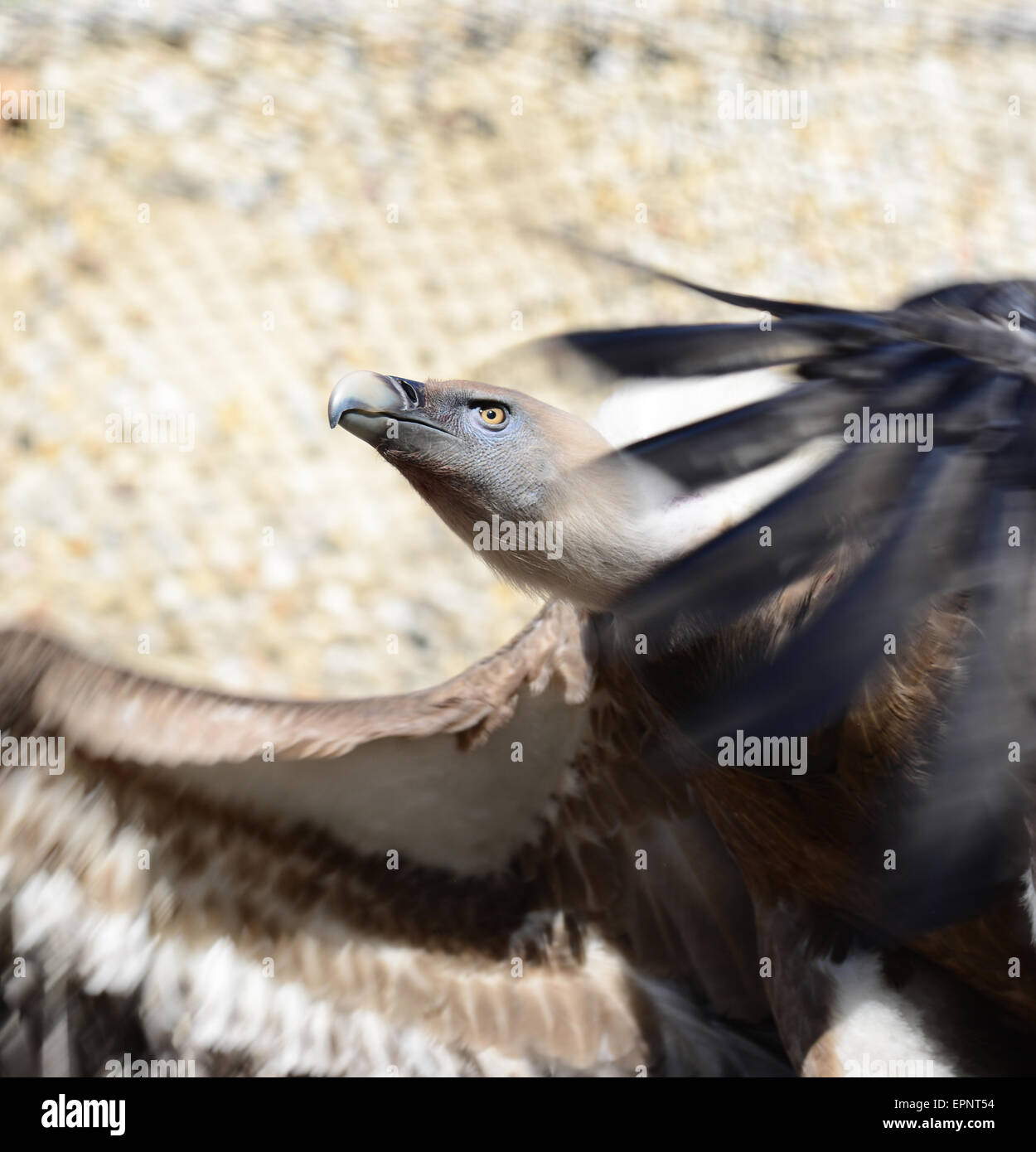 Portrait de vautour fauve Banque D'Images