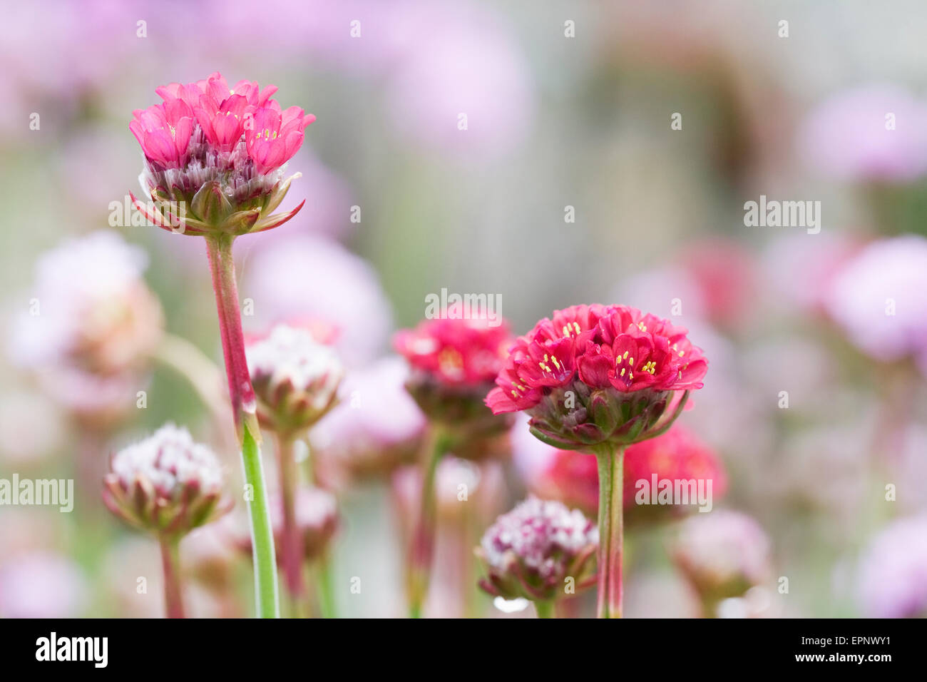 Armeria maritima 'Dusseldorfer Stolz' croissant dans une rocaille. Banque D'Images