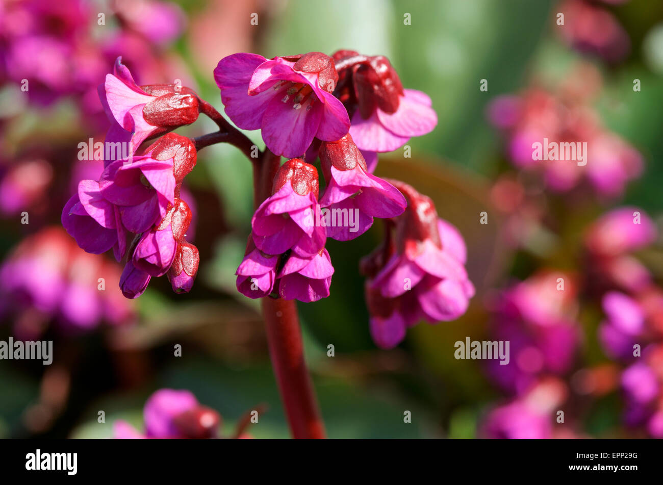 Bergenia Eroica Banque D'Images