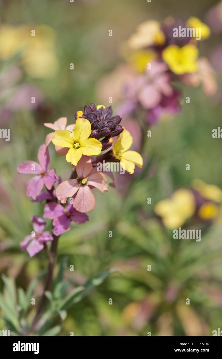 L'Erysimum mutabile ou fleur de mur Banque D'Images