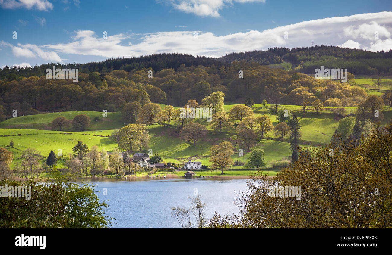 Coucher du soleil, le grand taillis, Furness Fells, près de l'Esthwaite Water, Lake District, Cumbria Banque D'Images