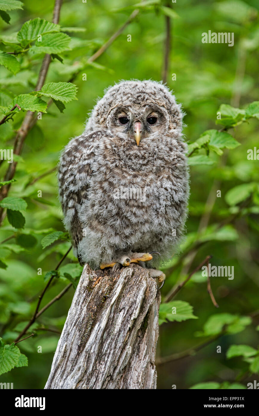 Chouette de l'Oural (Strix uralensis) jeune perché sur souche d'arbre dans la forêt Banque D'Images