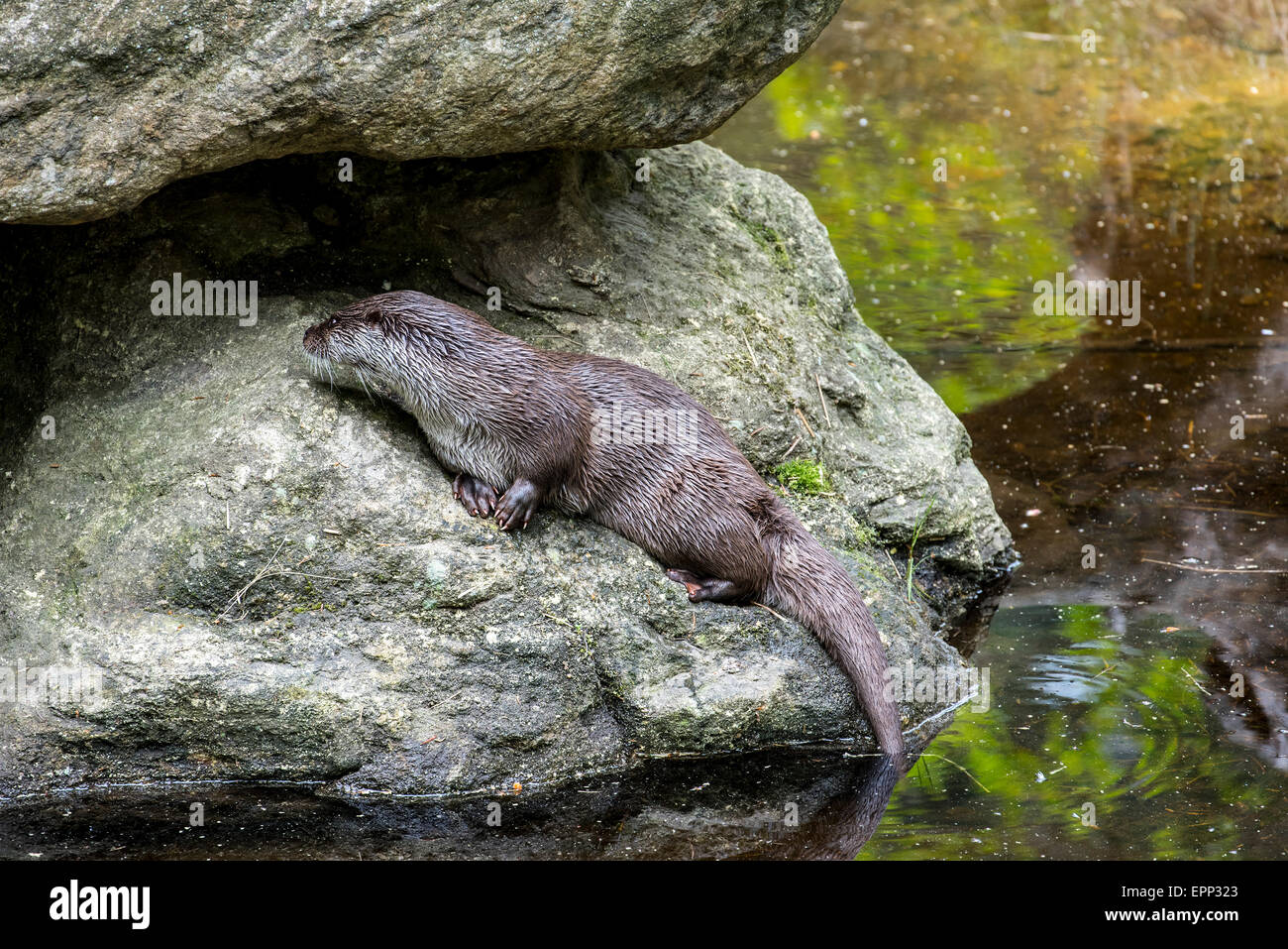 Rivière européenne loutre (Lutra lutra) sitting on rock in river Banque D'Images