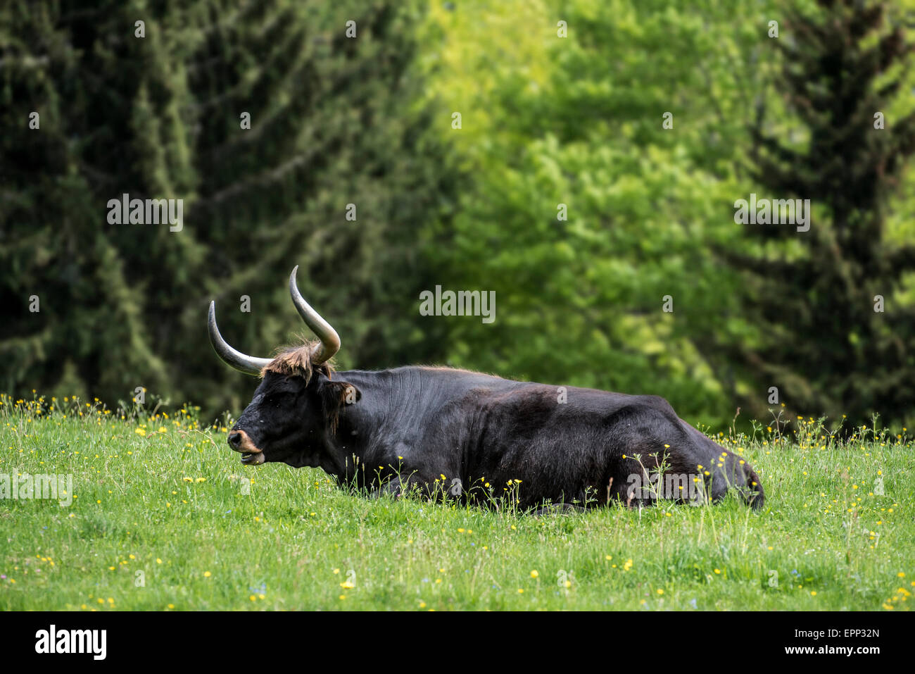 Heck bovins (Bos domesticus) reposant dans le champ. Tentative de retour la race disparue d'aurochs (Bos primigenius) Banque D'Images