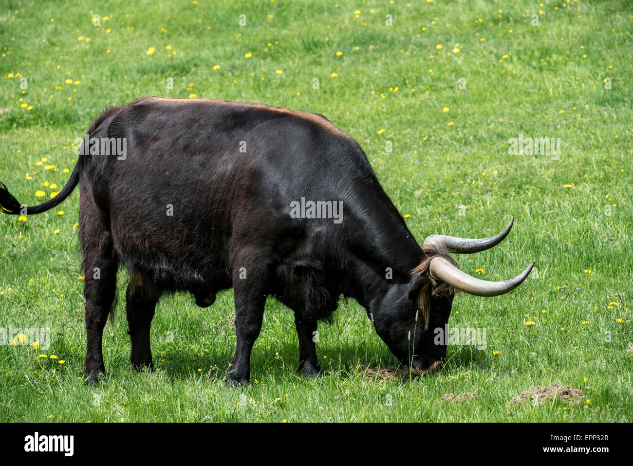 Heck bovins (Bos domesticus) le pâturage dans le pré. Tentative de retour la race disparue d'aurochs (Bos primigenius) Banque D'Images