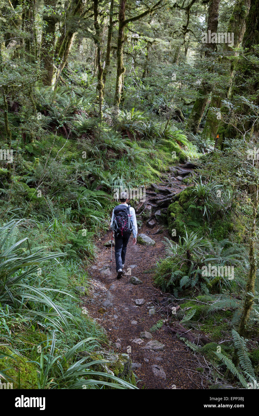 Un female hiker promenades à travers la forêt pluviale tempérée dans les Alpes du sud de l'île du Sud Nouvelle-zélande près du lac Marian Banque D'Images