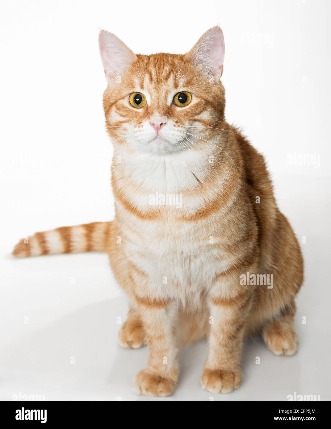 Beau Chat Orange Isole Sur Fond Blanc Photo Stock Alamy