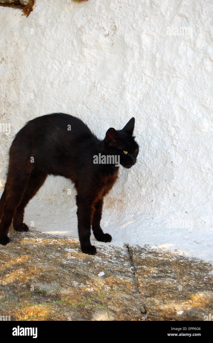 Un chat noir arquant son dos et d'étirements à Mykonos Grèce Banque D'Images