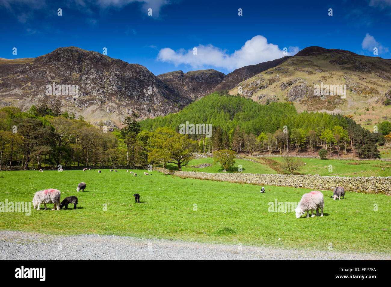 À côté de la lande à moutons Herdwick en face de Kirk Fermer et haut Snockrigg, Buttermere, Lake District, Cumbria Banque D'Images