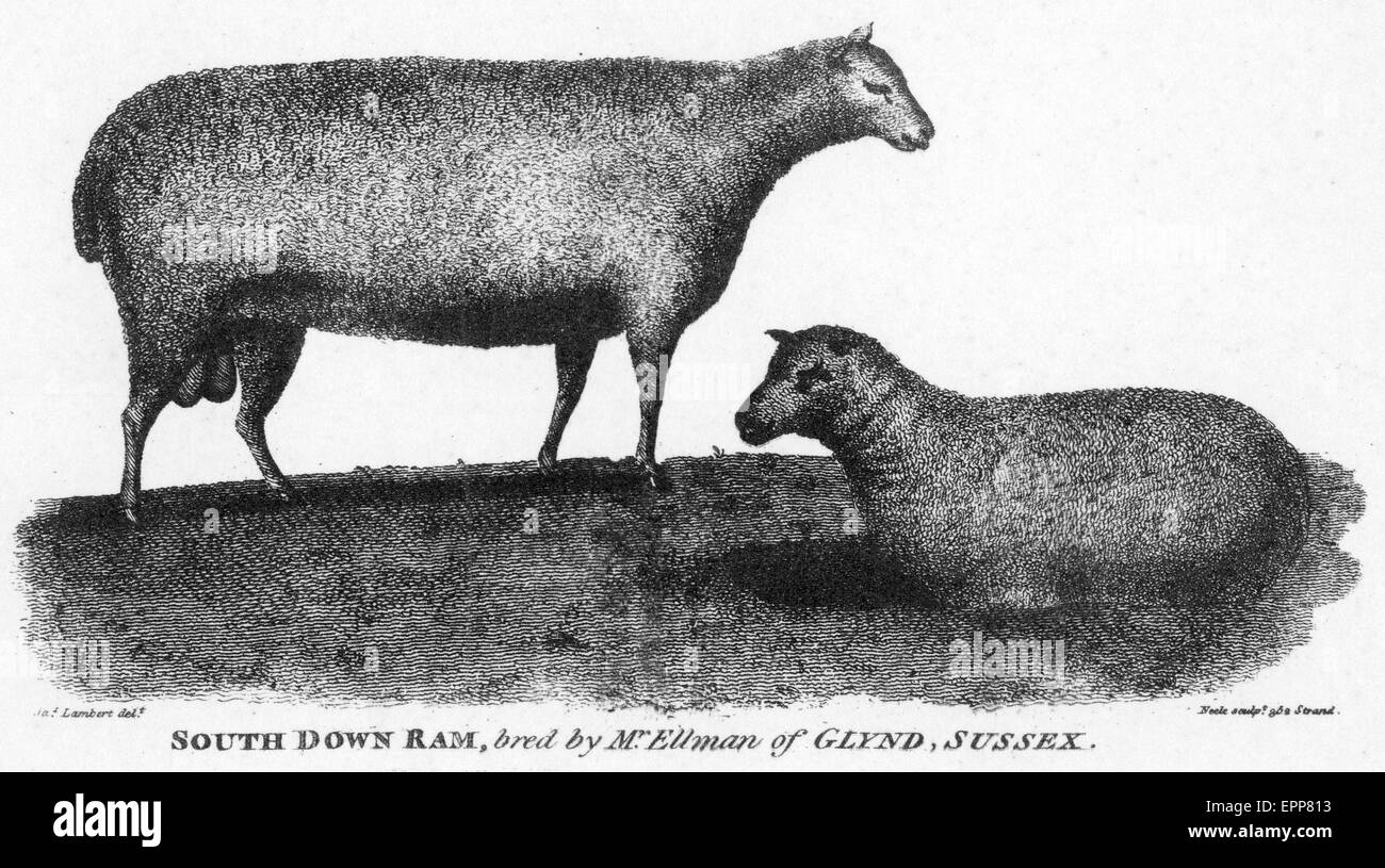 Le sud de RAM Young's 'Vue générale de l'Agriculture dans la région de Sussex ' publié en 1808. Banque D'Images