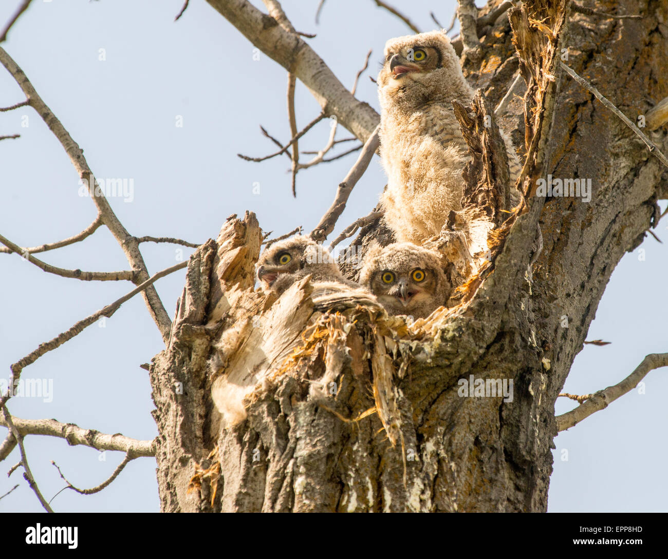 Les hiboux, chouettes, Grande Corne nouveau né Owlets perché en nid d'une cavité d'arbre. Rivière Bose Greenbelt, Boise, Idaho USA Banque D'Images
