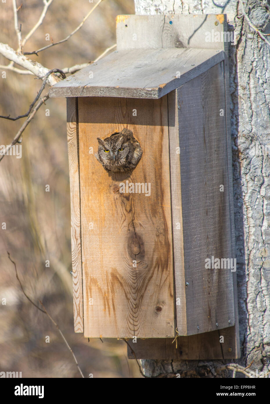 Les hiboux,duc maculé de nidification des canards en bois fort.Boise IDAHO USA Banque D'Images