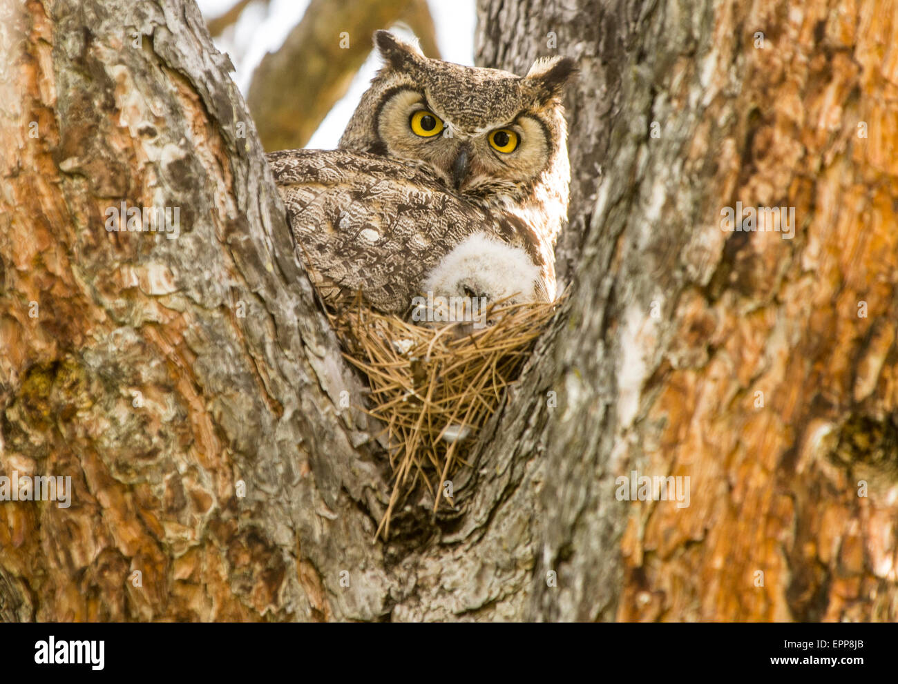 Les Hiboux Grand Duc D Amerique Et Nouveaux Nes Owlet En Nid D Un Pin New York Photo Stock Alamy Les Hiboux Grand Duc D Amerique Et Nouveaux Nes Owlet En Nid D Un Pin New York Photo Stock Alamy