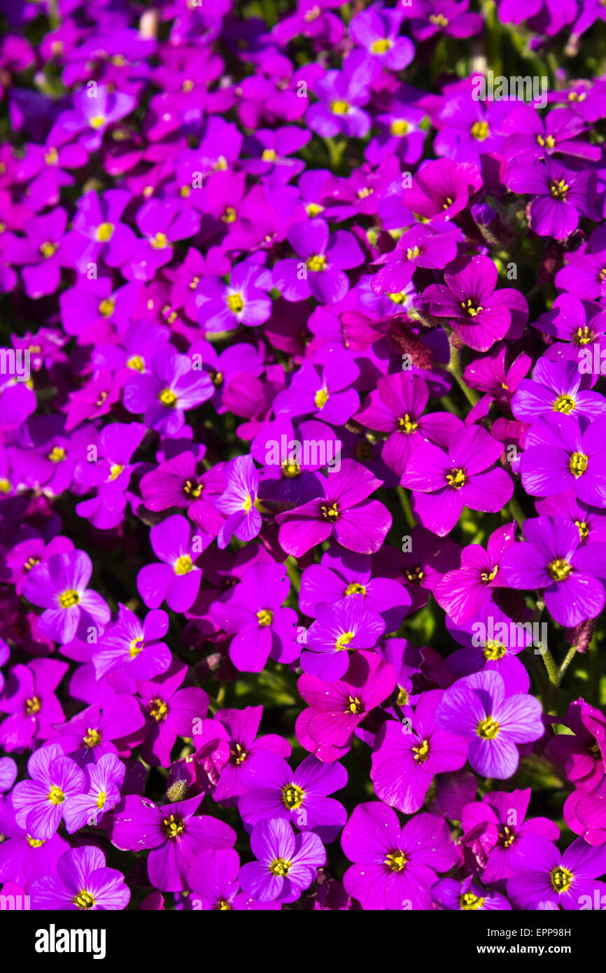 Close up d'un grand fleck de Aubrieta deltoidea, ou violet rock cress. Banque D'Images