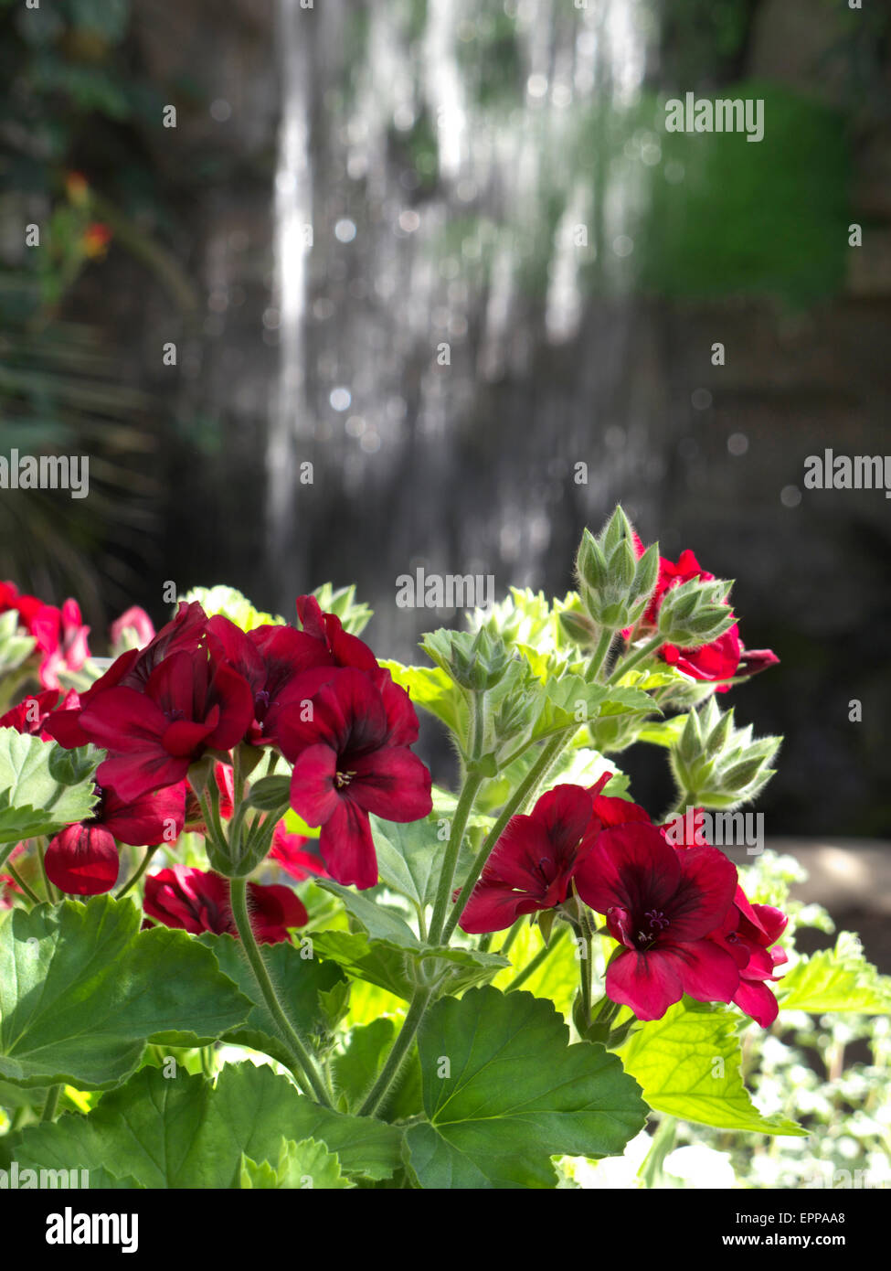 De plus en plus pélargonium dans un jardin ensoleillé chaud situation tropicale avec cascade derrière Banque D'Images