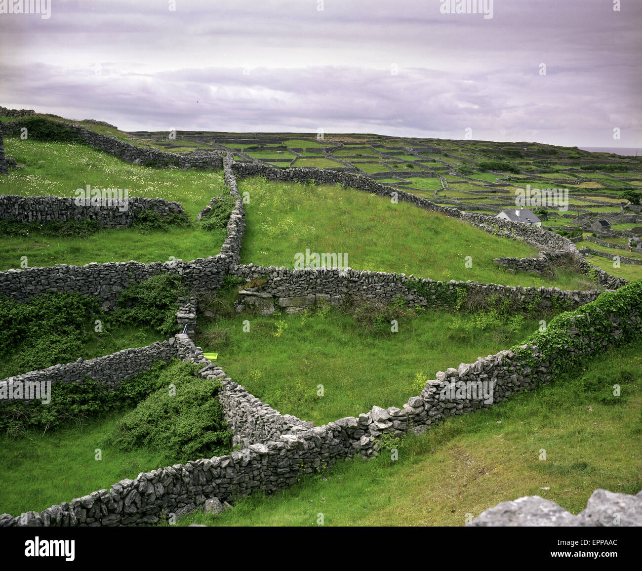 Murs de pierre sur l'île de Inis Orr, de l'Irlande. Banque D'Images