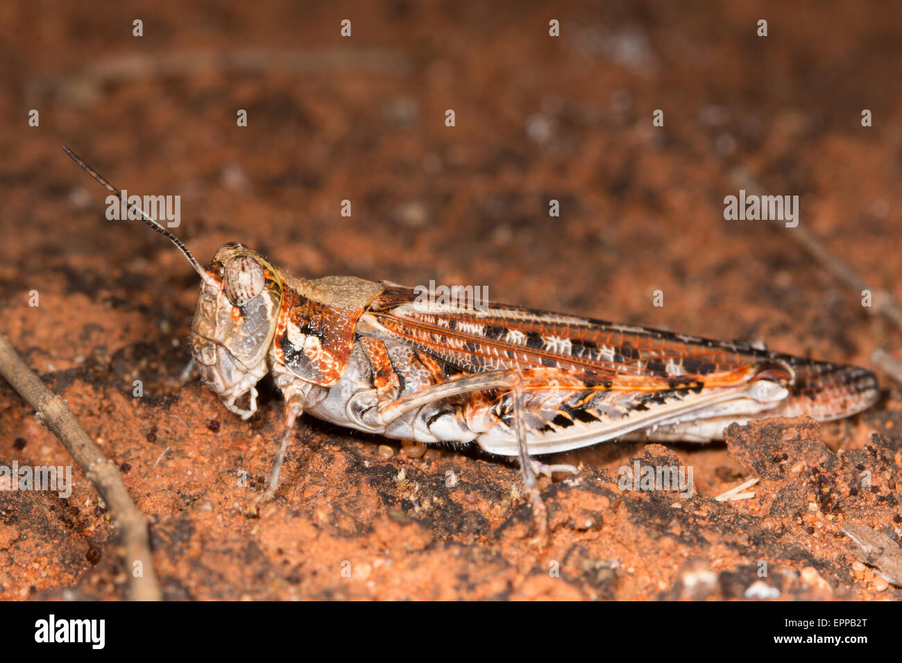 De couleur vive, mais bien camouflée Grasshopper sur le sable rouge d'un désert australien Banque D'Images