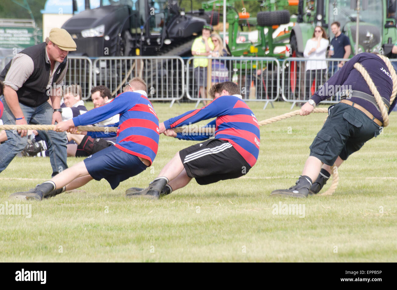 Concours de souque Essex Jeunes agriculteurs montrent le frêne et le Saffron Walden concurrentes de l'équipe de Mens Banque D'Images