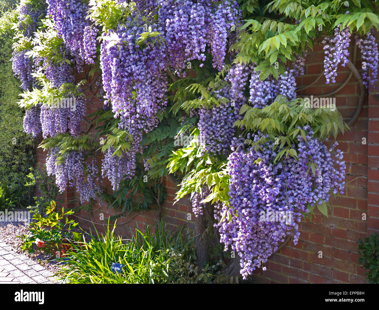 WISTERIA SINENSIS Wisteria typique de profusion en parfaite pleine floraison, croissante contre un mur de brique rouge UK Banque D'Images