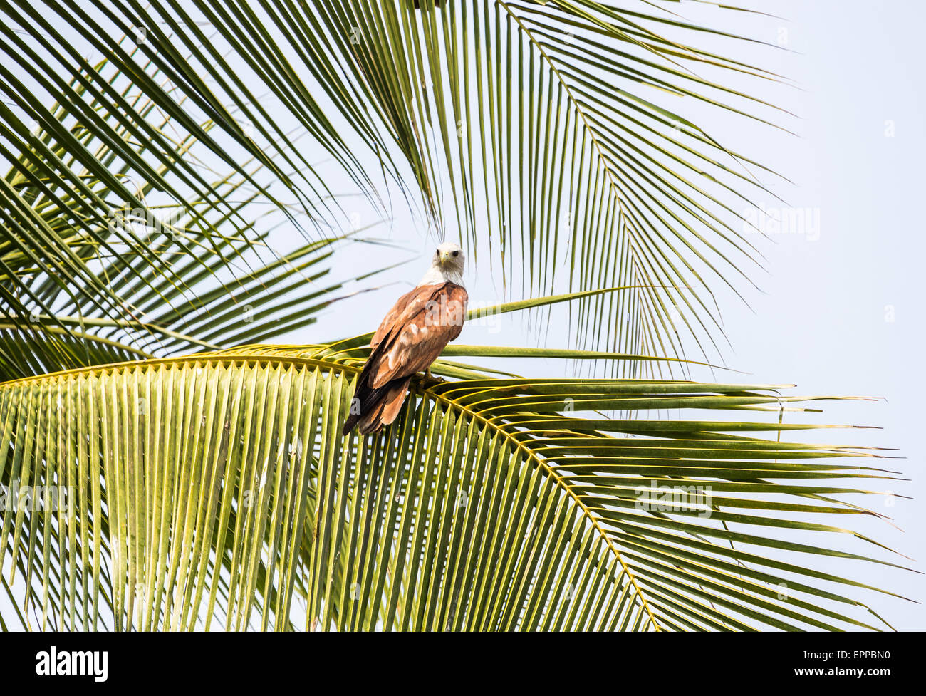 Brahminy kite (Haliastur indus) ou la mer rouge-aigle, perché dans un palmier à dos, Cochin, Kerala, Inde du sud Banque D'Images