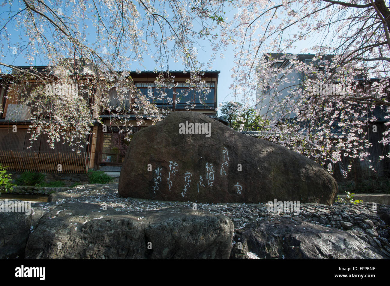 La saison des cerisiers en fleur. Le printemps est arrivé à Kyoto au Japon et elle est marquée par les nombreux arbres fleuris gais fleurissent dans plusieurs emplacement dans Kyoto. Banque D'Images