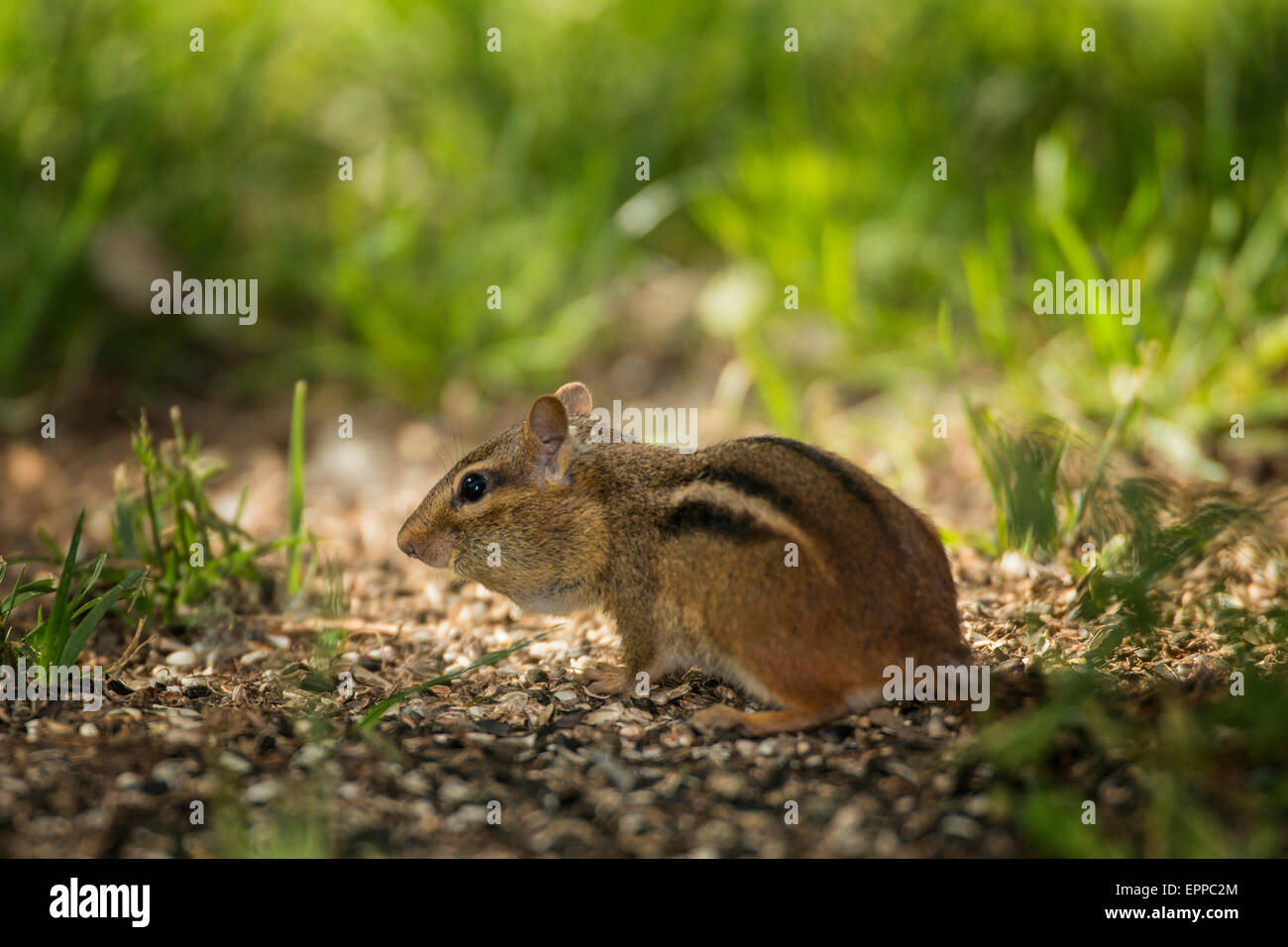 Le Tamia rayé en quête de graines au sol renversé Banque D'Images
