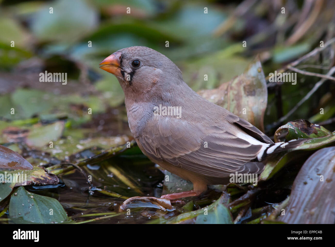 Femme diamant mandarin (Taeniopygia guttata) Banque D'Images