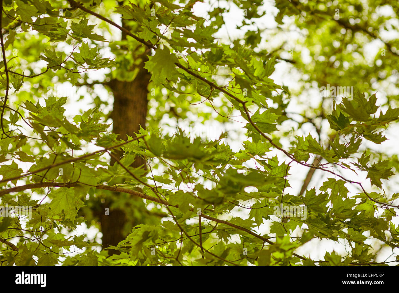 Forêt mixte de feuillus de l'est à la fin du printemps, parc d'État Harriman, New York, USA Banque D'Images