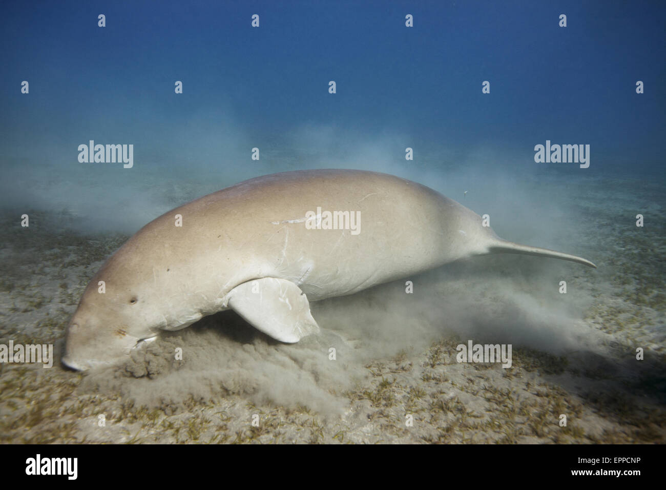 Un Dugong famille indo-pacifique des lamantins, mange de l'herbe de mer à Abu Dabbab une baie au nord de Marsa Alam dans le sud de l'Egypte. Banque D'Images