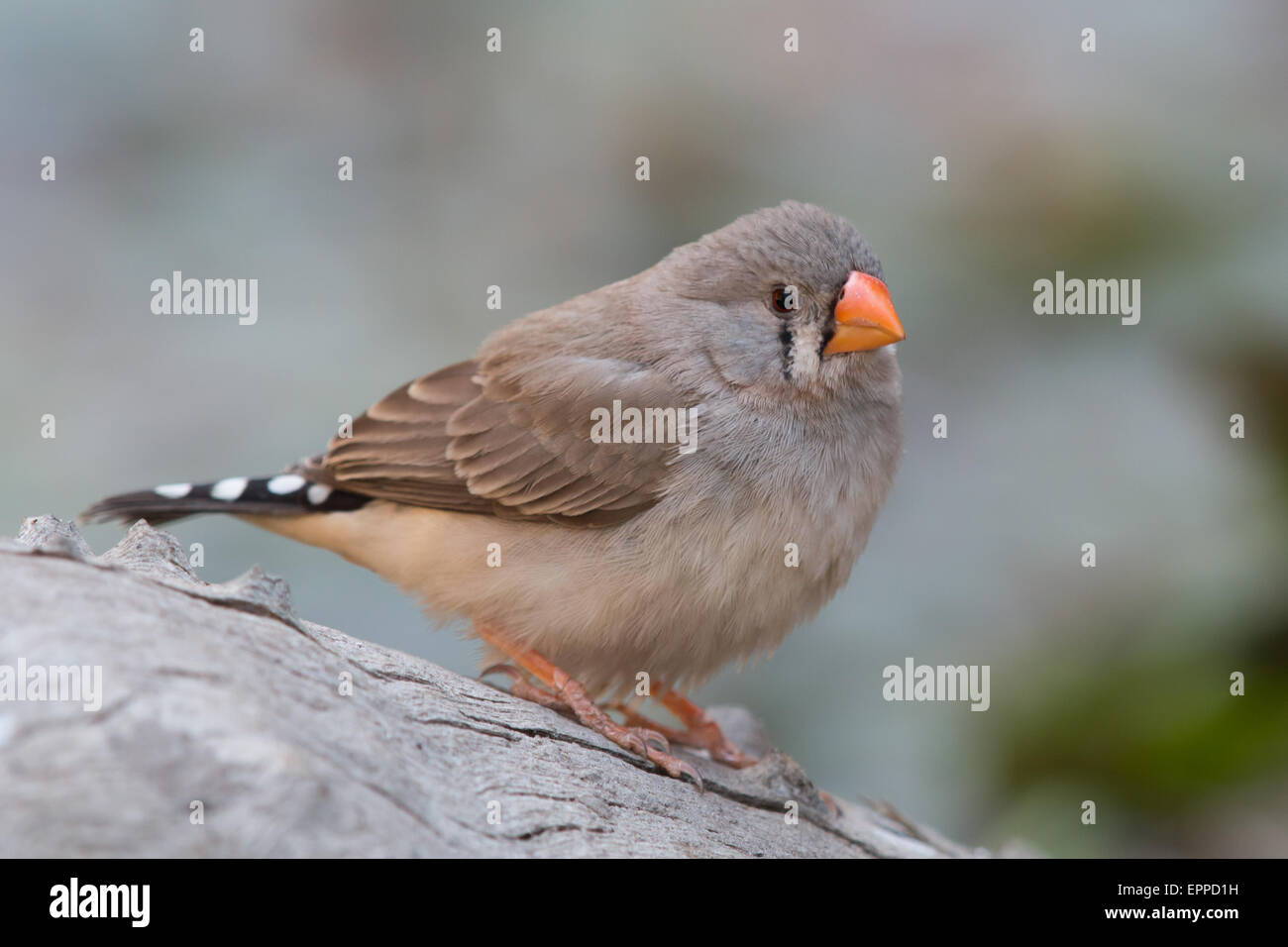 Femme diamant mandarin (Taeniopygia guttata) Banque D'Images