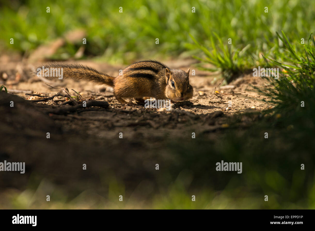 Le Tamia rayé en quête de graines au sol renversé Banque D'Images