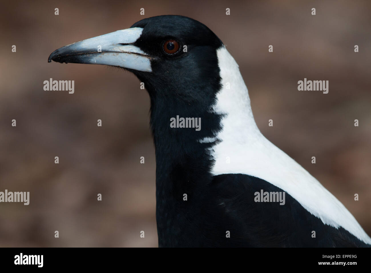 Cassican Flûteur (Gymnorhina tibicen) headshot Banque D'Images