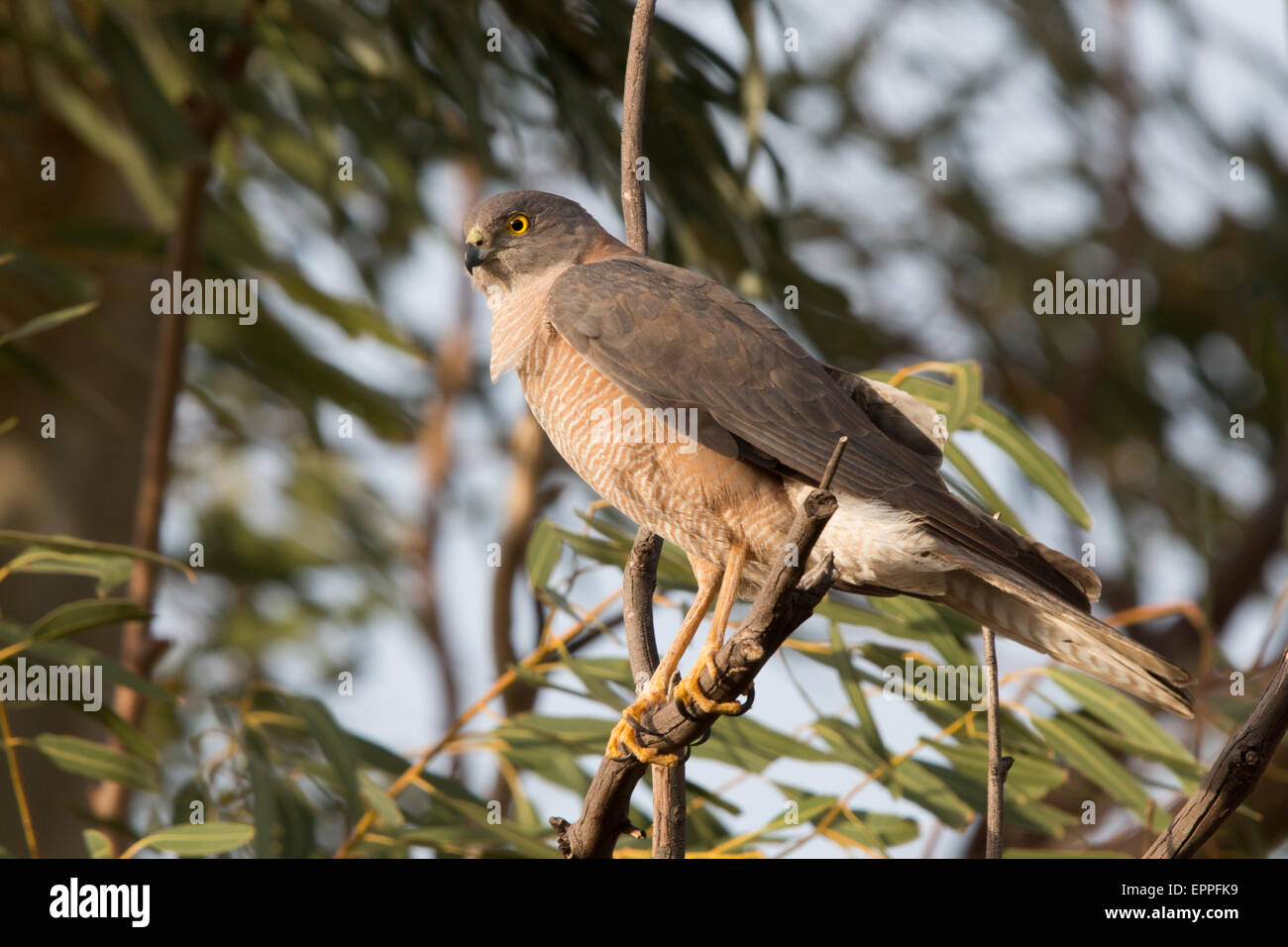 Brown Autour des palombes (Accipiter fasciatus) Banque D'Images
