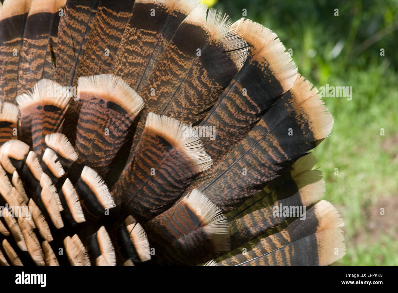 Close up de wild turkey tail feathers Banque D'Images