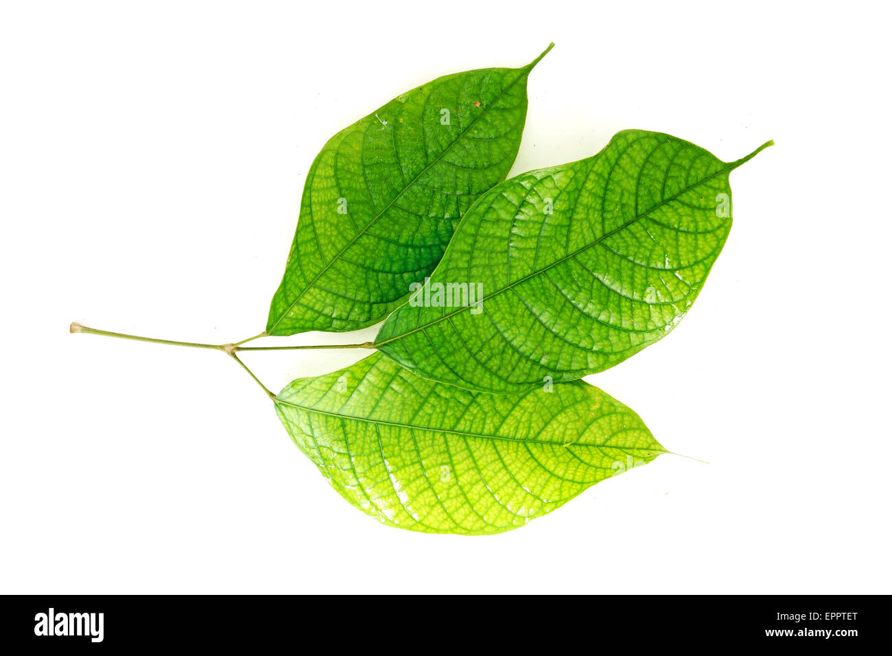 Burseraceae Banque de photographies et d’images à haute résolution - Alamy