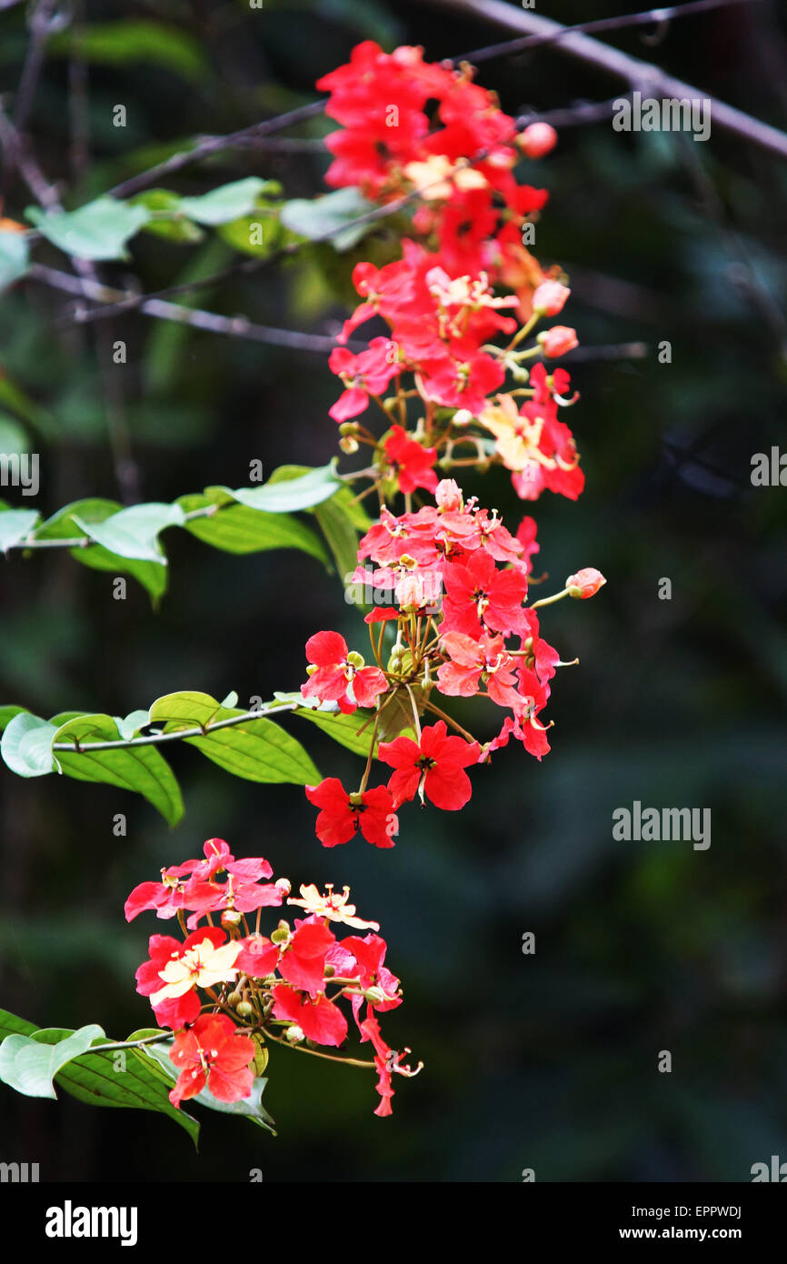 Kockiana Caesalpinoideae Bauhinia Banque D'Images