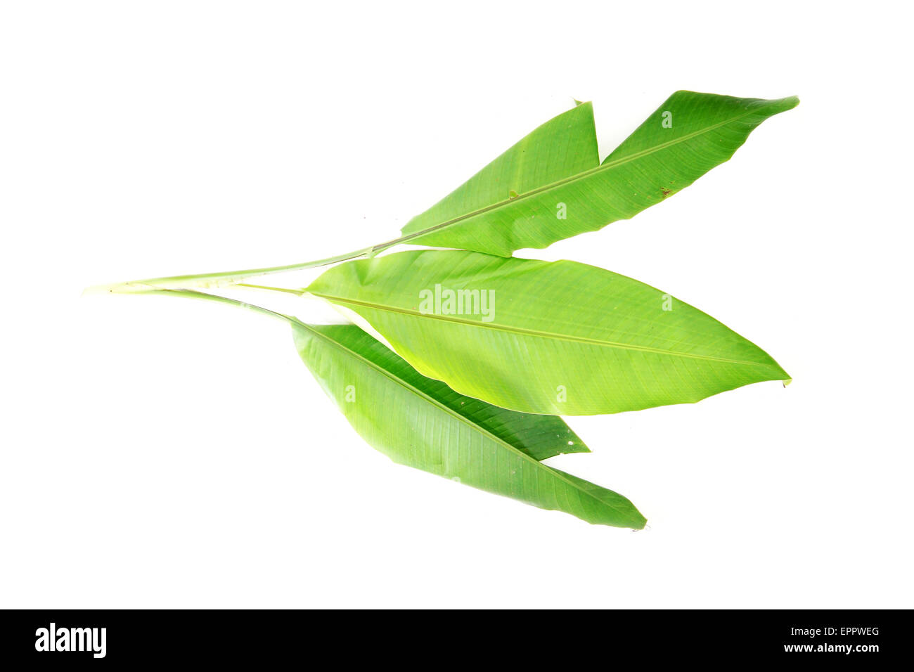 Musa beccarii Musaceae Banque D'Images