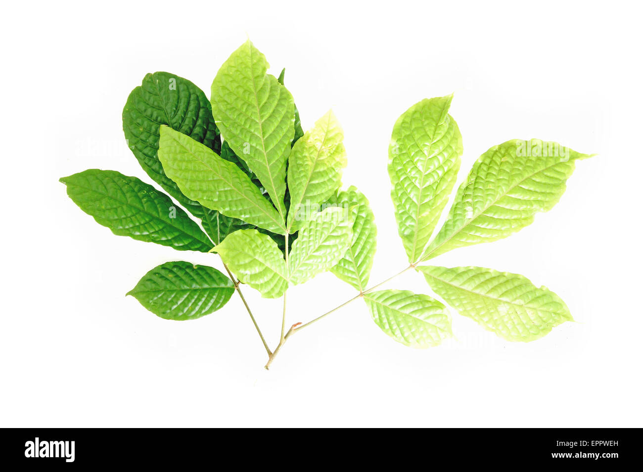 Aglaia oligophylla Meliaceae Banque D'Images