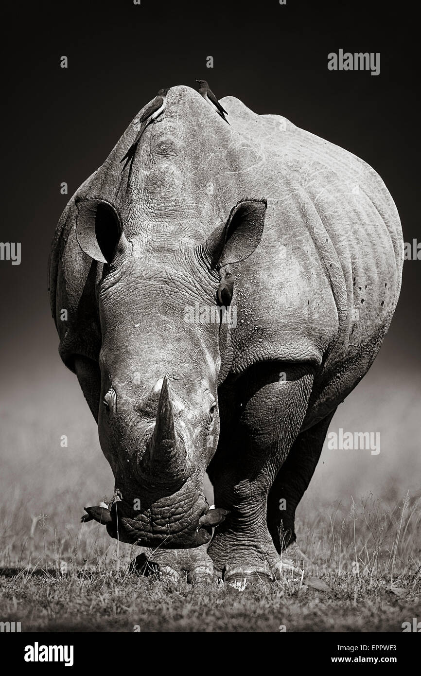 Le rhinocéros blanc (Ceratotherium simum) approchant de l'avant - Kruger National Park (Afrique du Sud) Banque D'Images