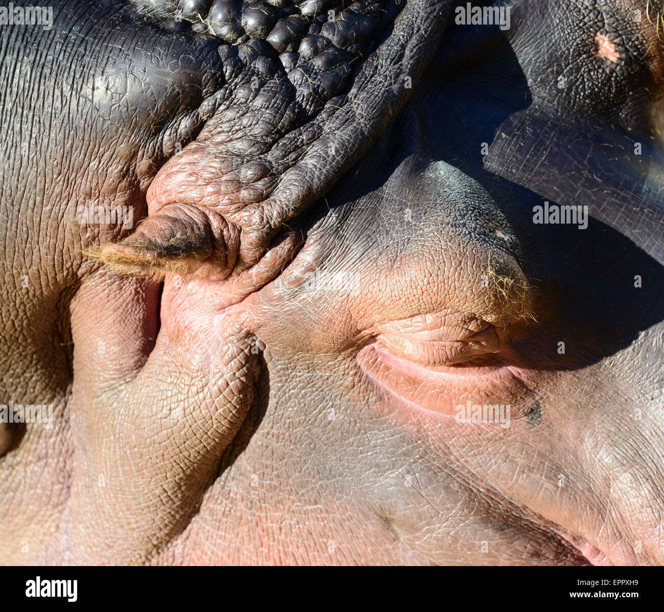 Close up d'un hippopotame endormi Banque D'Images