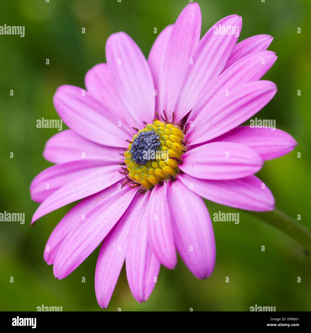 Daisy rose avec un fond vert Banque D'Images