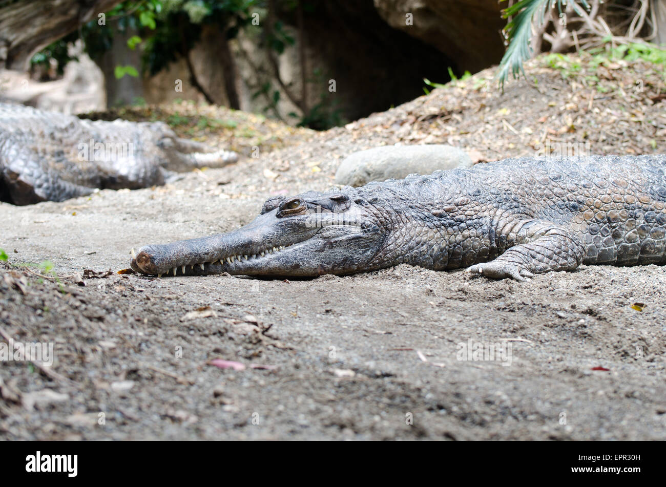 Un crocodile du Nil en captivité Banque D'Images