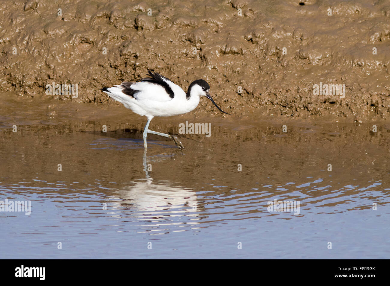 Avocette élégante (Recurvirostra avosetta) à la recherche de nourriture Banque D'Images