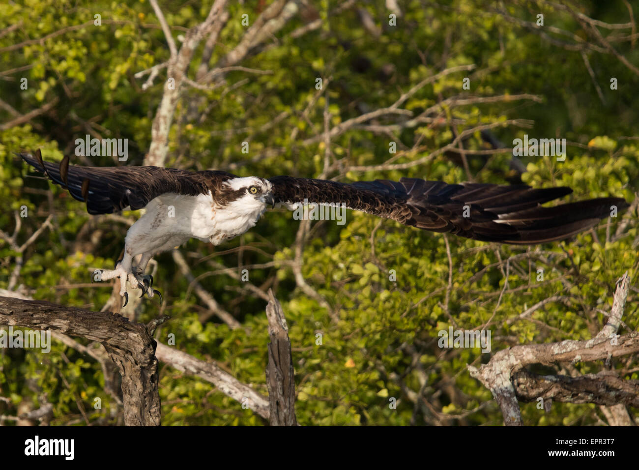 Western Osprey (Pandion haliaetus) taking flight Banque D'Images