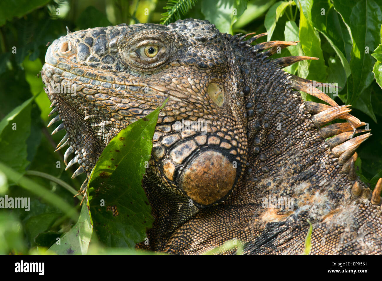 Portrait d'un mâle iguane vert (Iguana iguana) Banque D'Images
