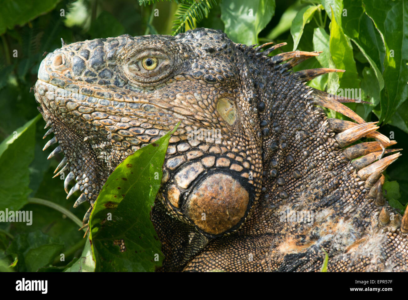 Portrait d'un mâle iguane vert (Iguana iguana) Banque D'Images